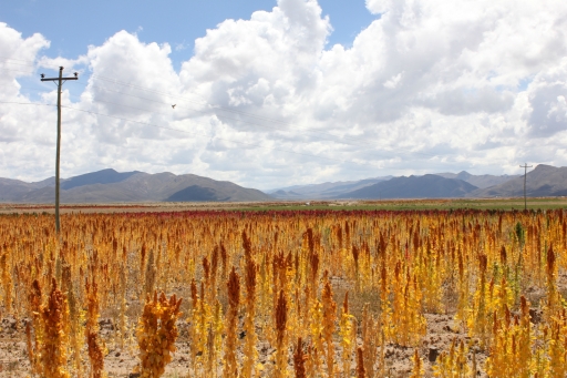 Quinoa-markerne kommer i røde, gule, grønne og sorte nuancer